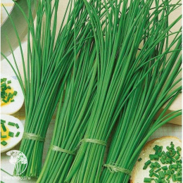 Лук батун Русское застолье +шнитт Эльви  автор. серия Дуэт 