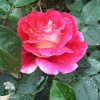 Роза чайно-гибридная Кроненбург фото 1 