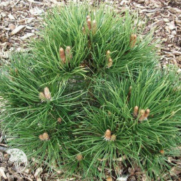 Сосна чёрная Нана Компакта