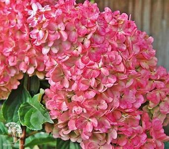 Фото Гортензия метельчатая Мэджикал Флэйм