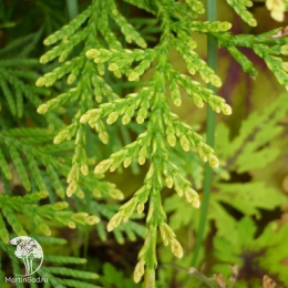 Туя западная Ауреоспиката