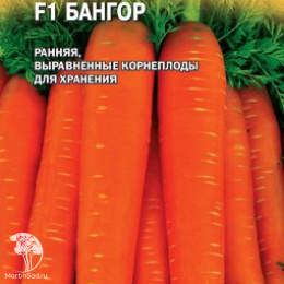 Морковь Бангор  (Голландия)
