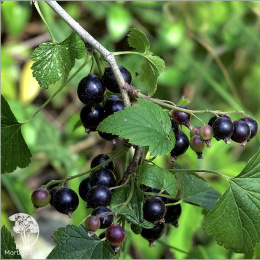 Смородина чёрная 6-14-145