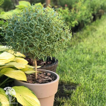 Фото Ива пурпурная Нана на штамбе