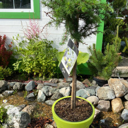 Лиственница европейская Глобус на штамбе в цветных контейнерах для патио