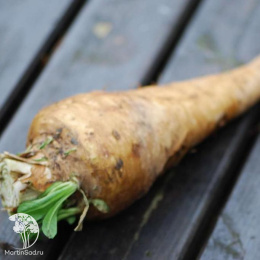 Цикорий корневой Петровский
