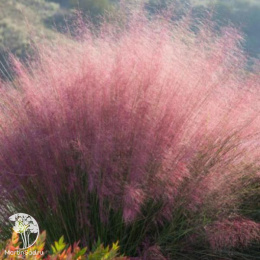 Мюленбергия волосовидная Рози