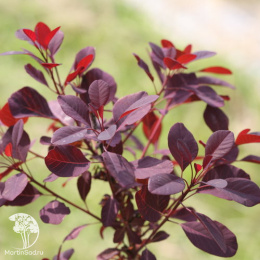 Скумпия кожевенная Винкрафт Блэк