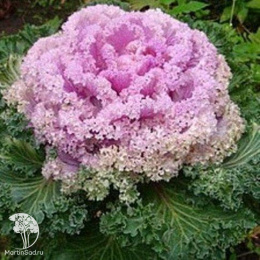 Капуста декоративная Нагойя розовая F1Саката серия Эксклюзив