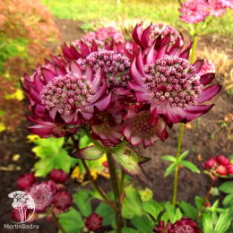 Астранция крупная Примадонна