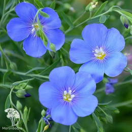 Герань луговая