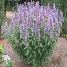 Многоколосник фенхельный