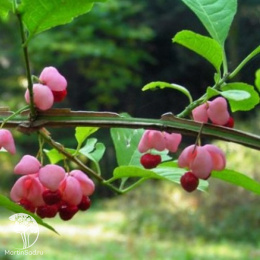 Бересклет пробковый на штамбе