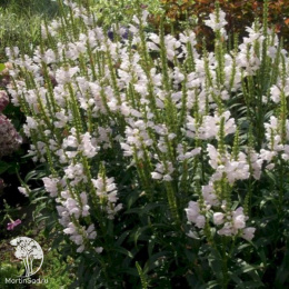 Физостегия виргинская Альба