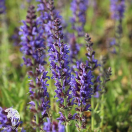 Набор для мяса розмарин лекарственный + шалфей Руген