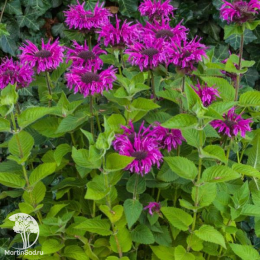 Набор для ароматной грядки монарда Фаербол + Би-Фри + Бьюти оф Кобхэм