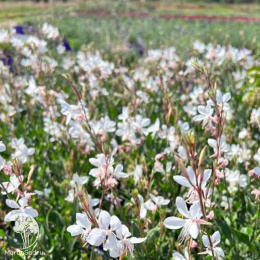Гаура Линдхаймера Гамбит Уайт