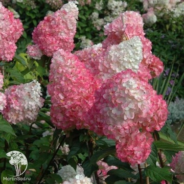 Фото Гортензия метельчатая Ванилла Фрейз