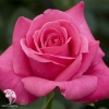 Роза Чайно-гибридная Каприс дэ Мейан фото 1 