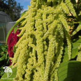 Амарант овощной Крепыш