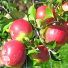 Сверхвыгодный комплект! Яблоня Орловское полосатое + опылитель яблоня Уэлси фото 3 