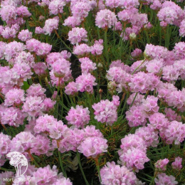 Армерия приморская Армада Лайт Пинк