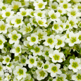 Камнеломка Арендса Альпино Эрли Лайм