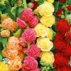 Шток-роза Летний карнавал, смесь окрасок фото 1 