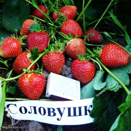 Земляника Соловушка