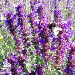 Иссоп лекарственный Аккорд