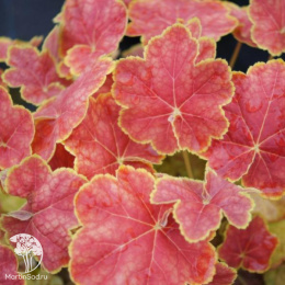 Гейхера Тирамису