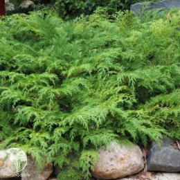 Микробиота перекрестнопарная Лукас