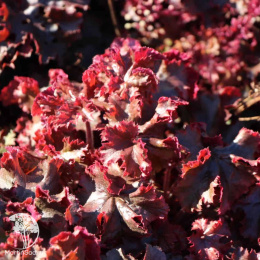 Салат Рубиновый браслет