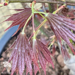 Клён Ширасавы Джохин