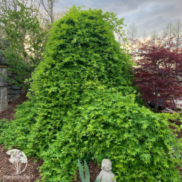 Клён пальмолистный Руисен