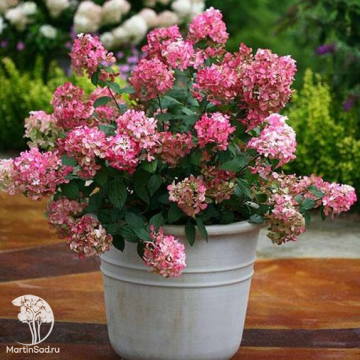 Фото Гортензия метельчатая Литл Квик Файер