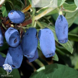 Жимолость съедобная Синяя птица