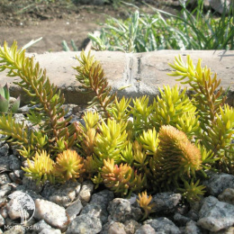 Седум седиформ Ауреум