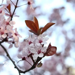 Алыча Подарок Друзьям