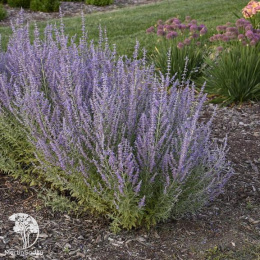 Перовския лебедоносная Рашан Сейдж