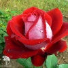 Роза чайно-гибридная Люксор фото 2 