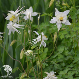 Аквилегия Белая Звезда (вид: голубая)