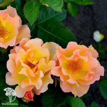 Фото Роза парковая Модэн Санрайз