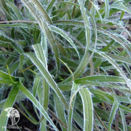 Ожика снежно-белая Луциус