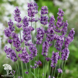 Набор для ароматной грядки лаванда Розеа + Манстэд + Альба