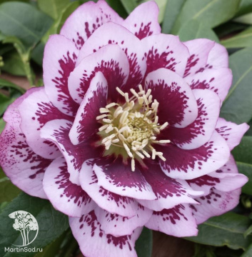 Фото Морозник восточный Дабл Элен Пинк Споттид