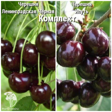 Фото Сверхвыгодный комплект! Черешня Ленинградская Чёрная + опылитель черешня Ипуть