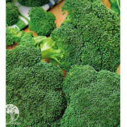 Капуста брокколи Тонус