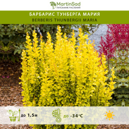 Барбарис тунберга Мария
