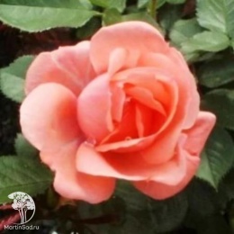 Роза флорибунда Тип Топ на штамбе